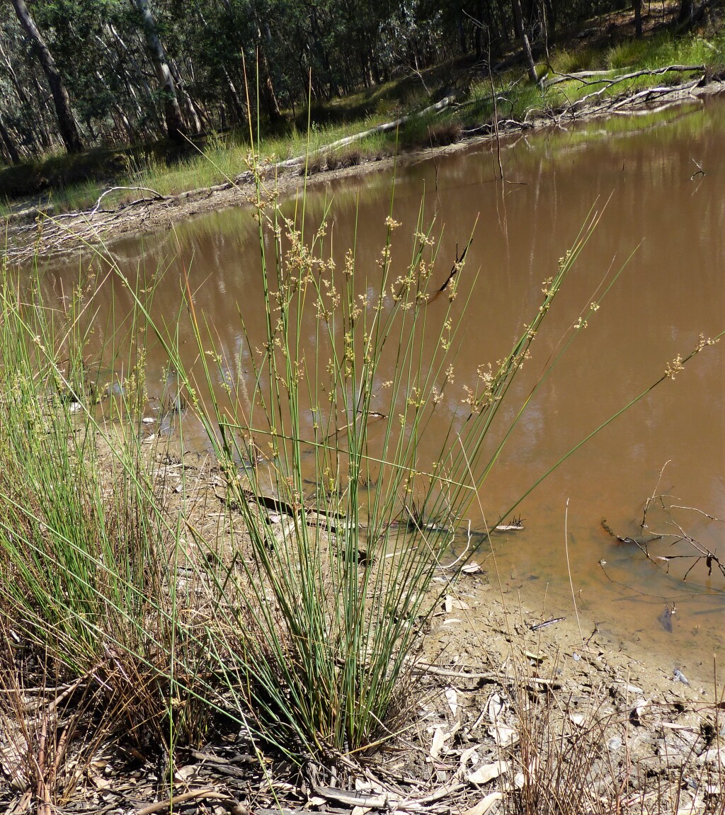 Juncus amabilis (hero image)