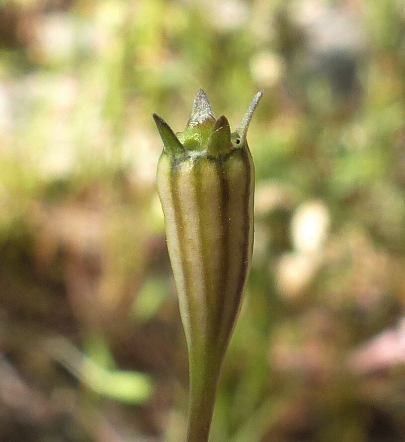 Wahlenbergia multicaulis (hero image)