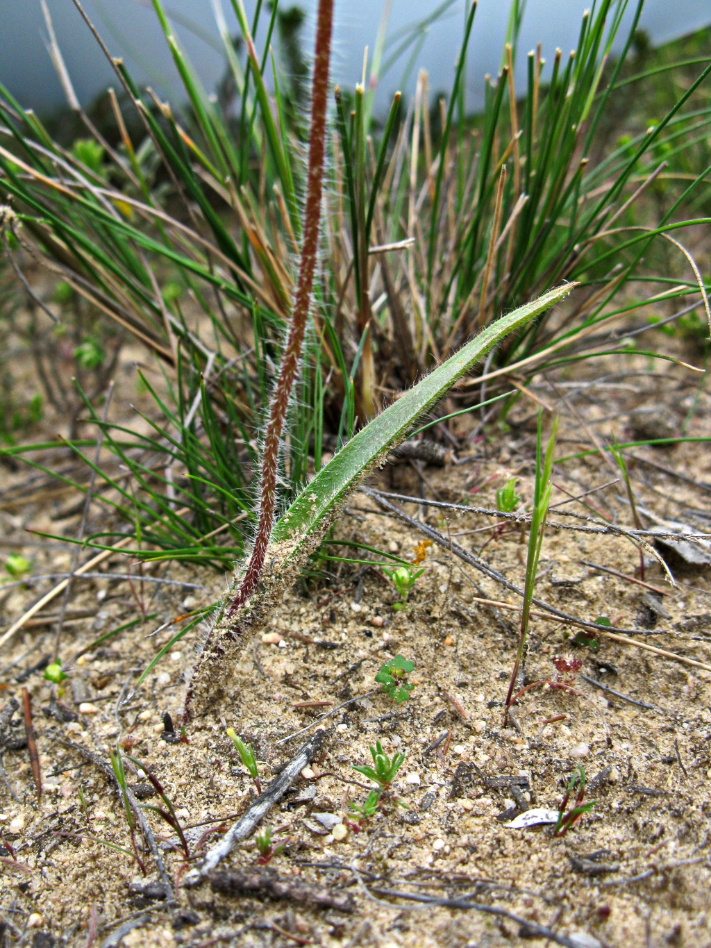 Caladenia cardiochila (hero image)