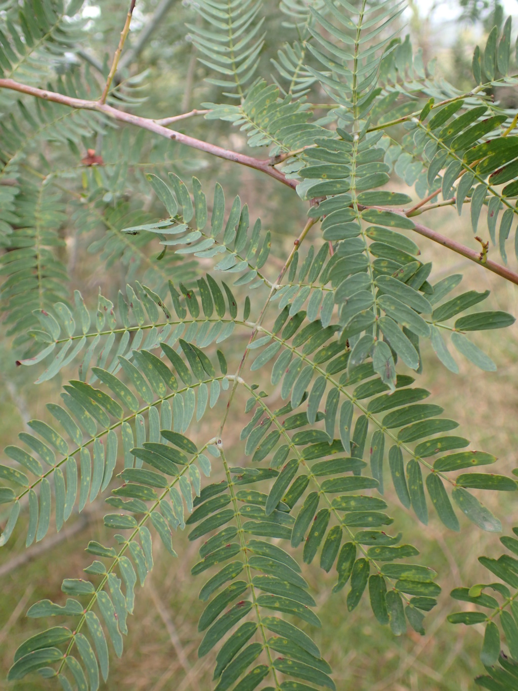 Acacia schinoides (hero image)