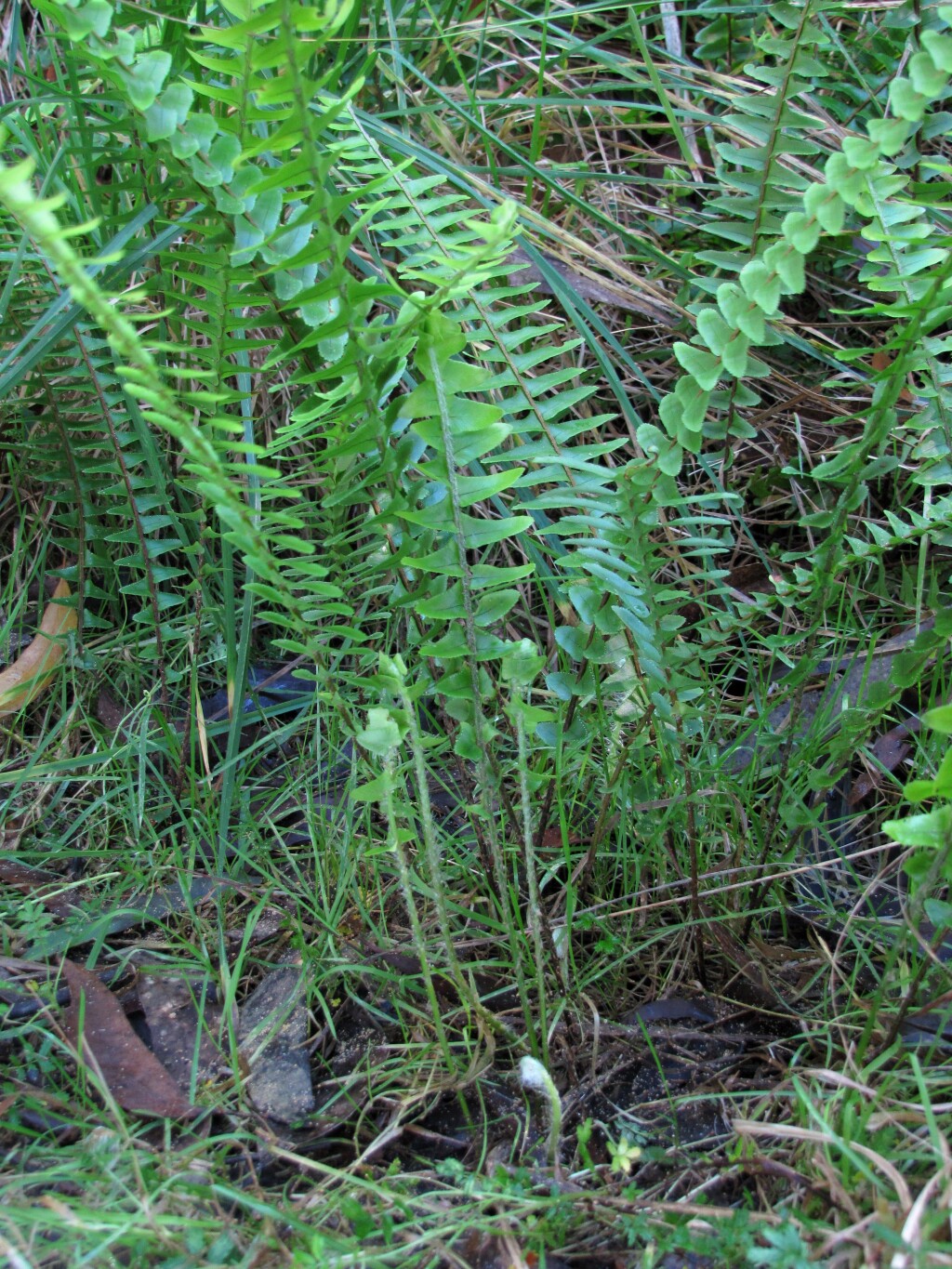 Nephrolepis cordifolia (hero image)