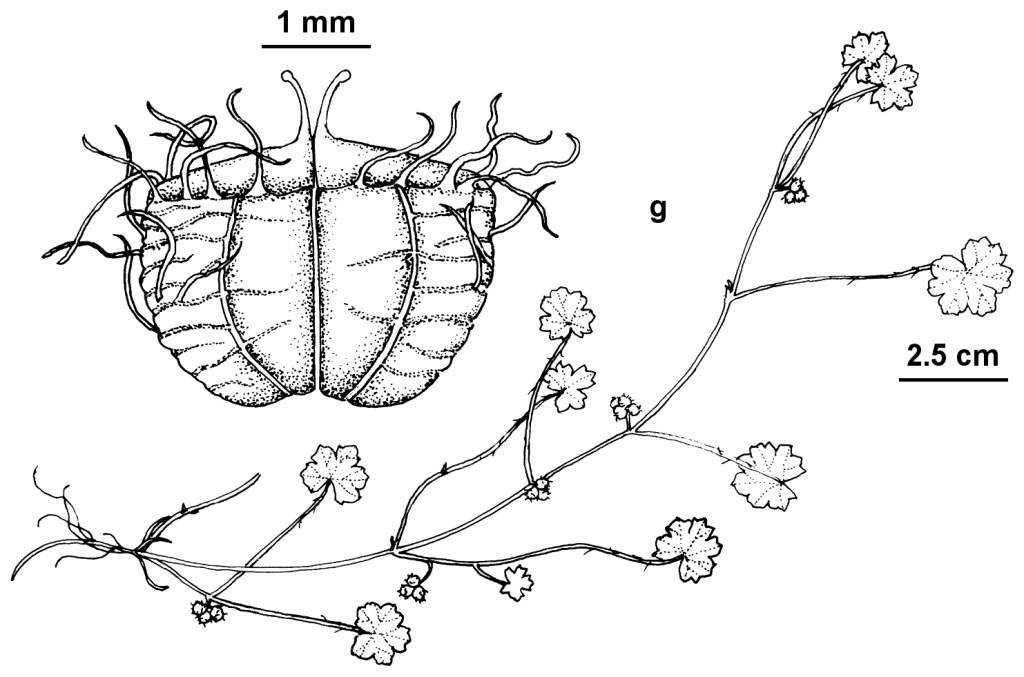 Hydrocotyle comocarpa (hero image)