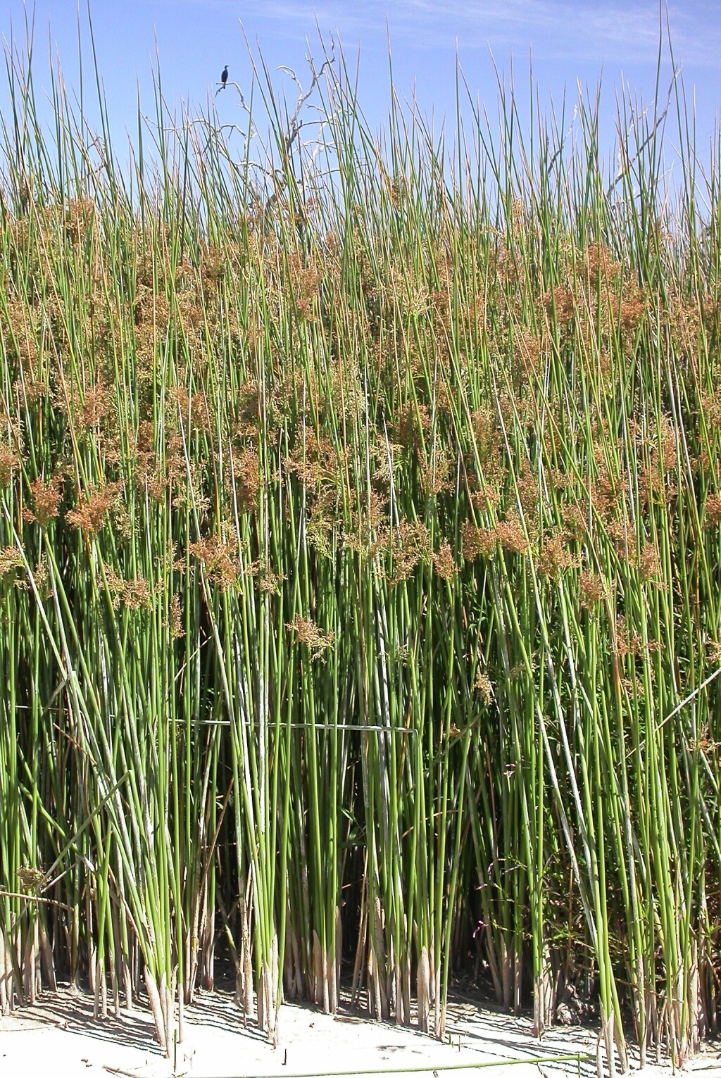 Juncus ingens (hero image)