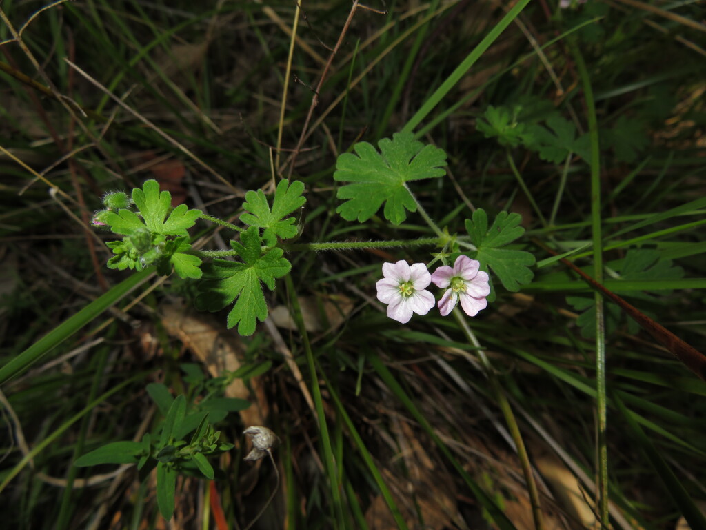 Geranium sp. 2 (hero image)