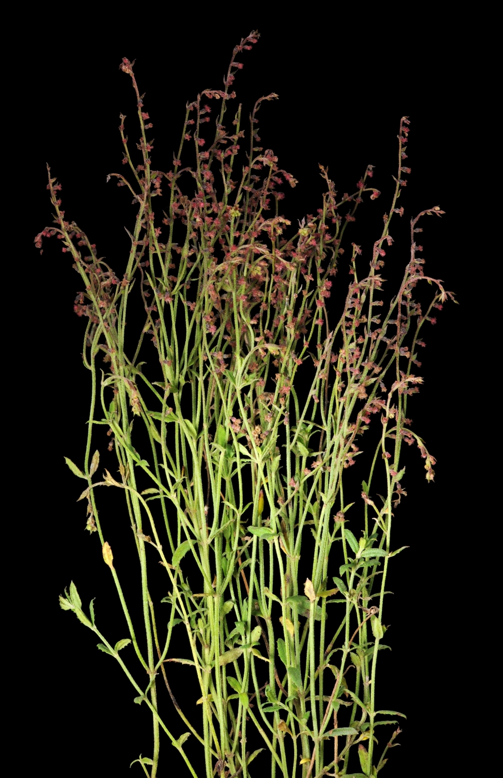 Gonocarpus tetragynus (hero image)