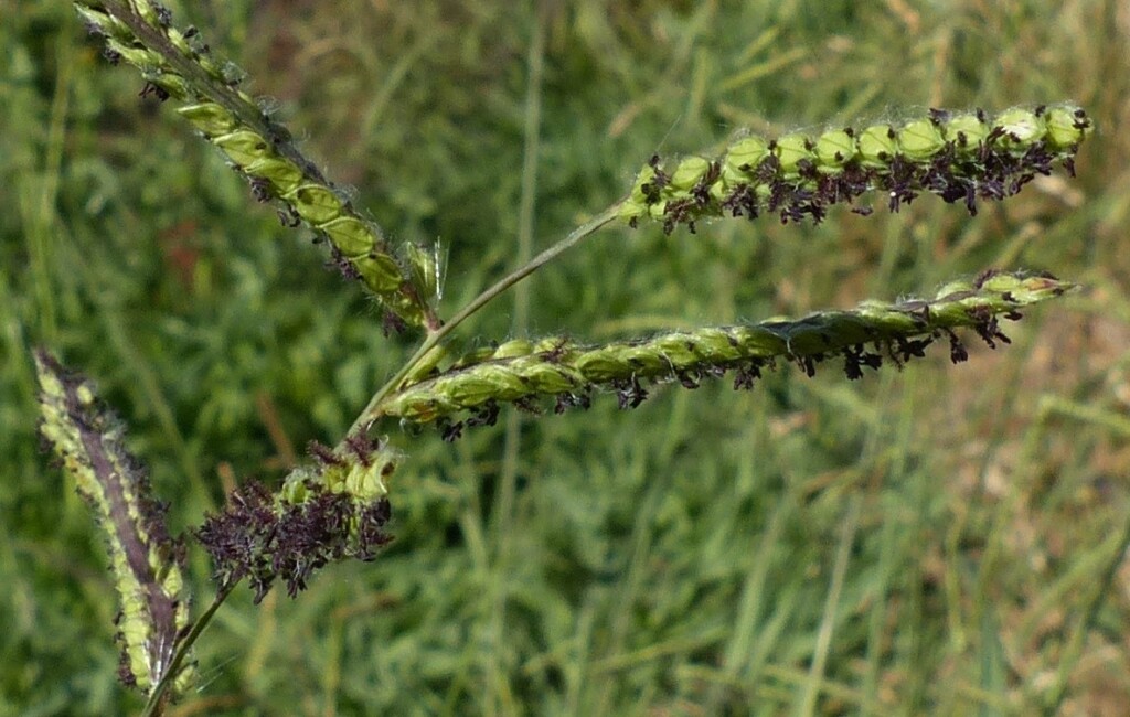 Paspalum dilatatum (hero image)