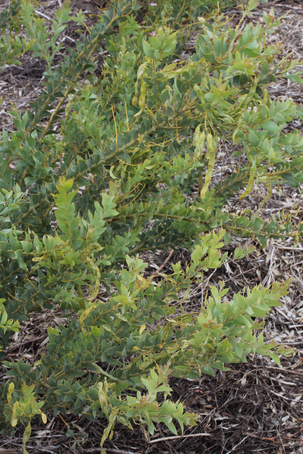 Acacia cultriformis (hero image)