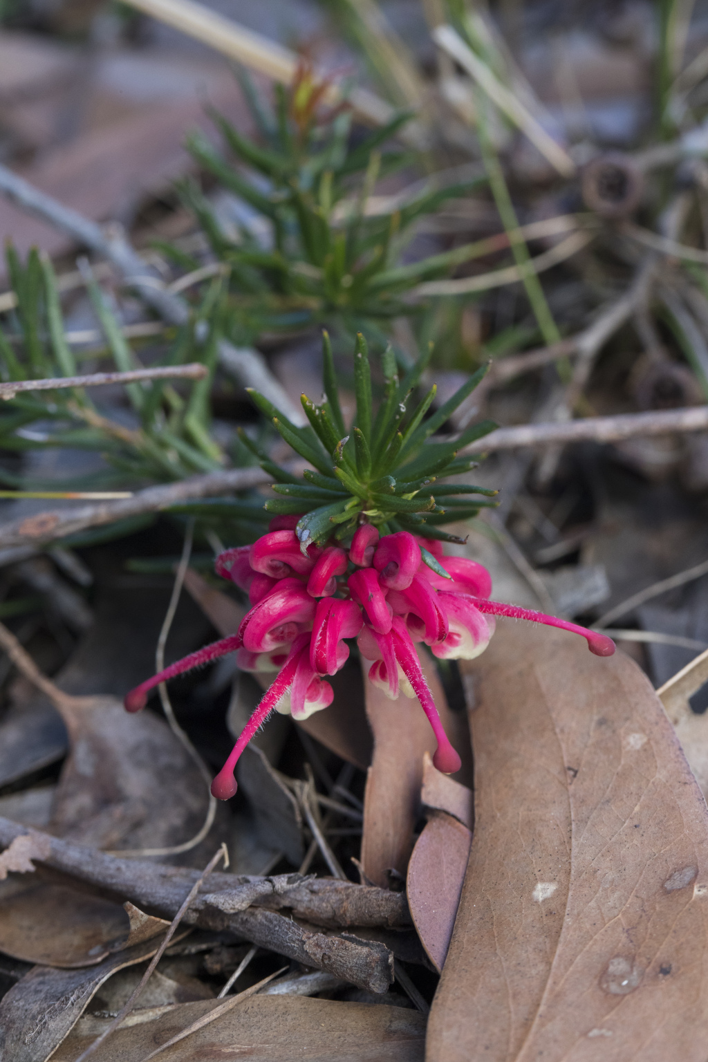 Grevillea rosmarinifolia (hero image)