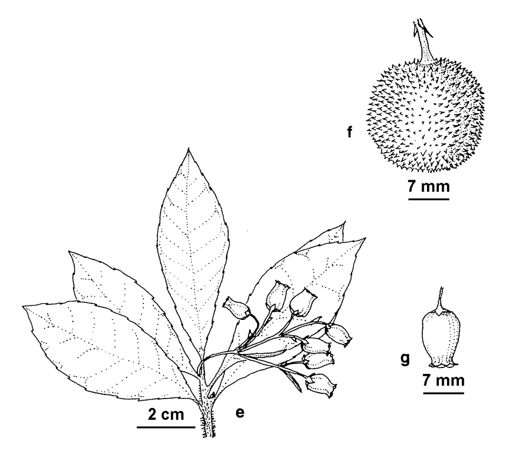 Arbutus unedo (hero image)