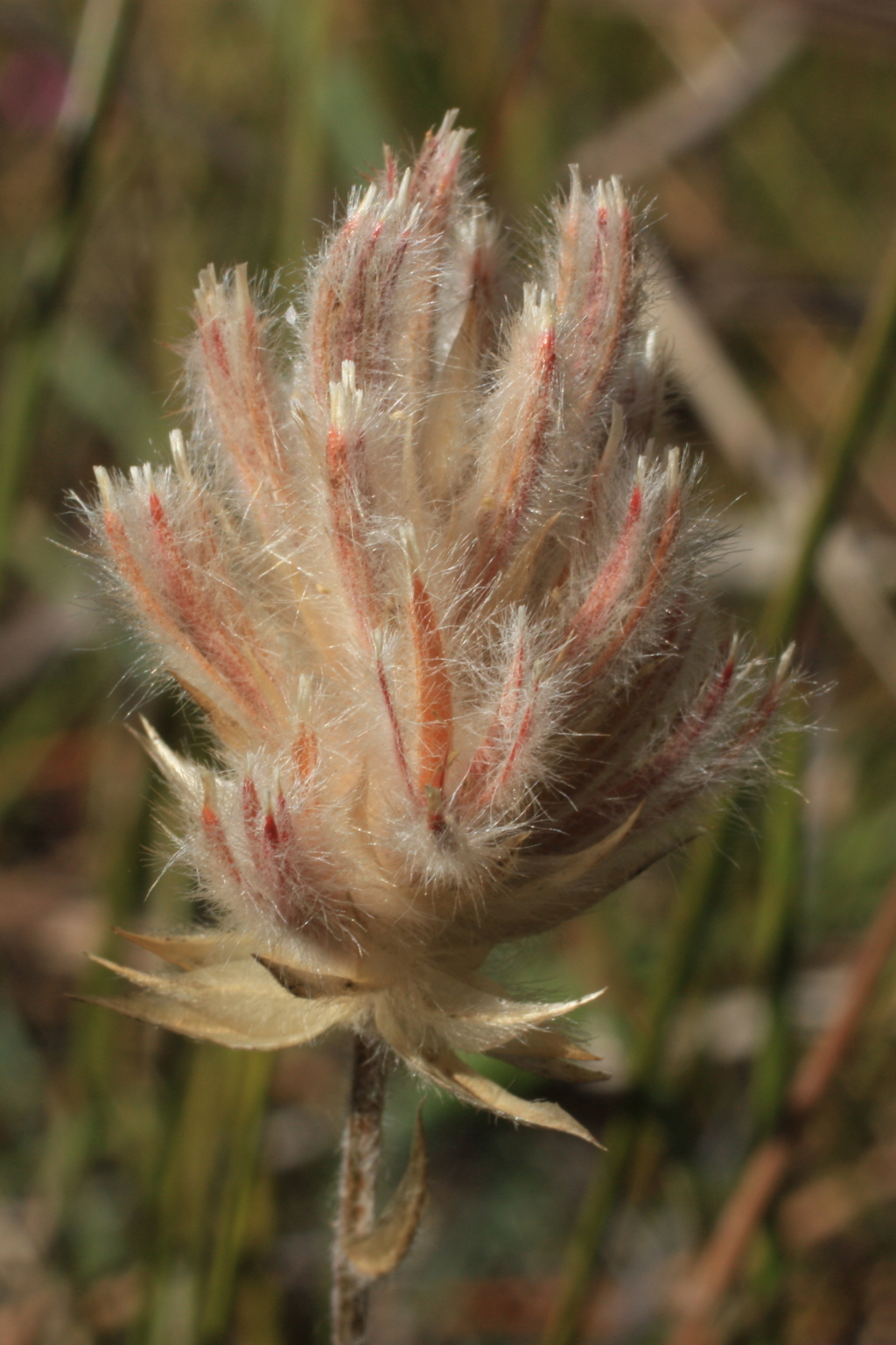 Ptilotus erubescens (hero image)