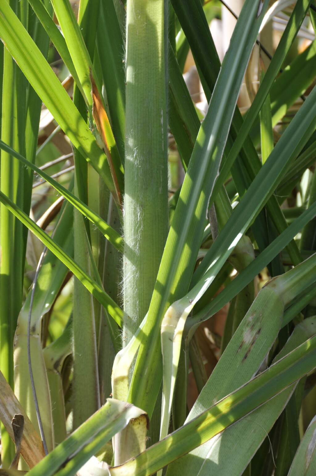 Cortaderia selloana (hero image)