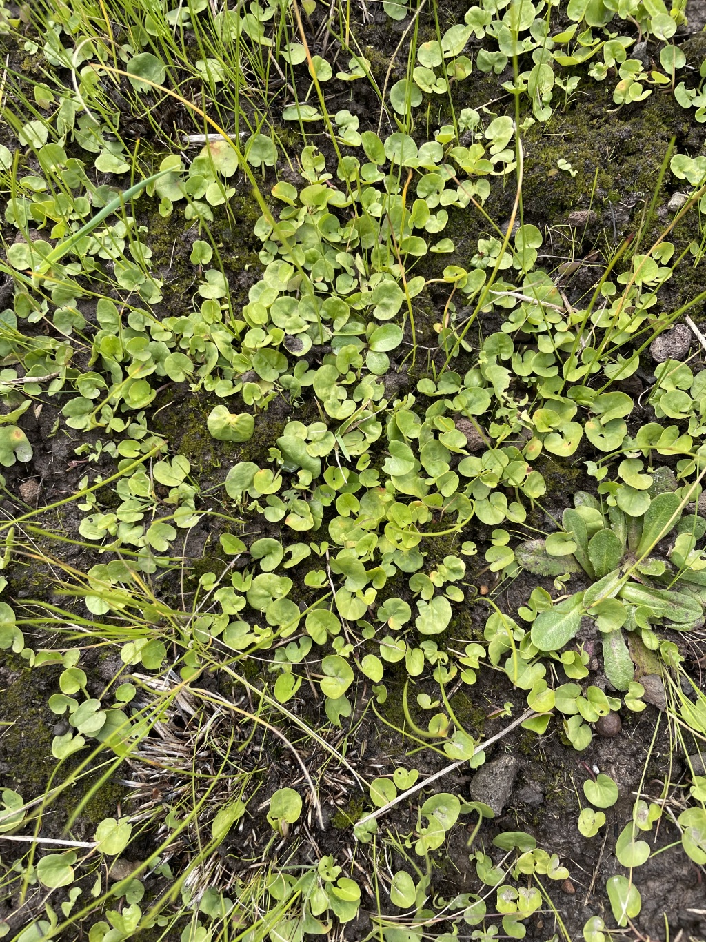 Dichondra sp. 1 (hero image)