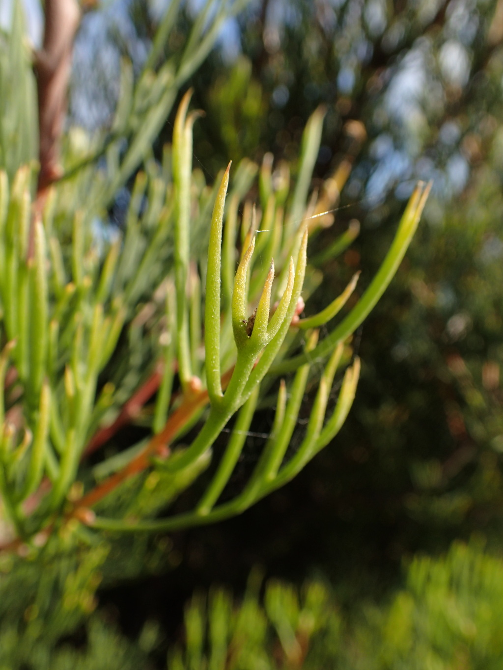 Hakea drupacea (hero image)
