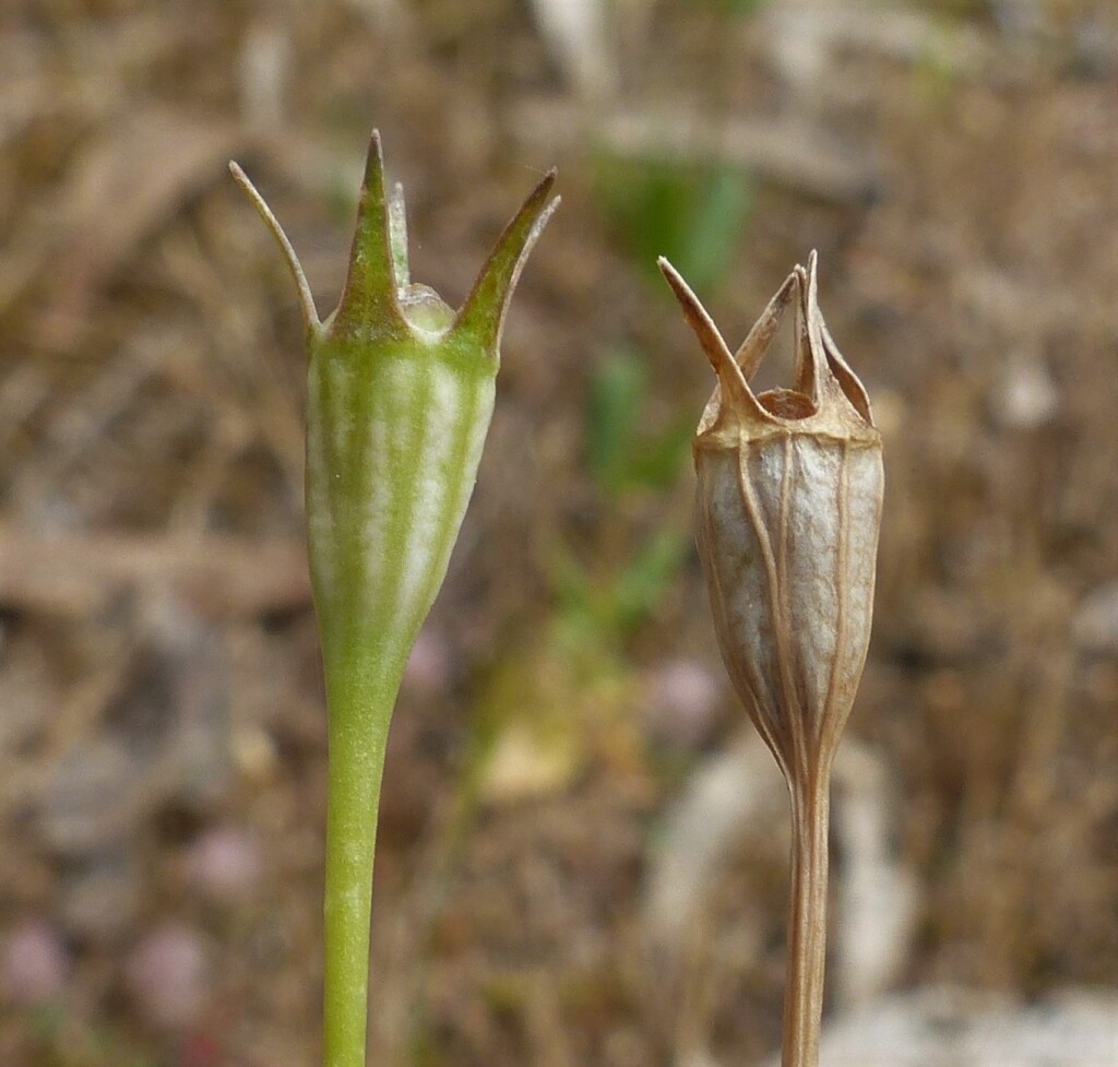 Wahlenbergia graniticola (hero image)