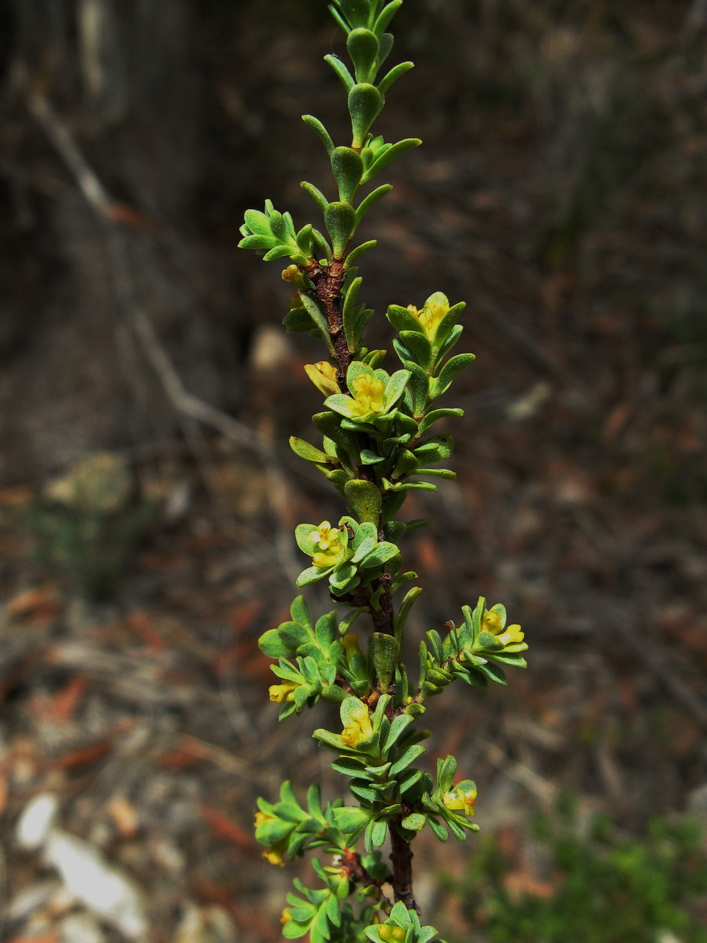 Pimelea serpyllifolia subsp. serpyllifolia (hero image)