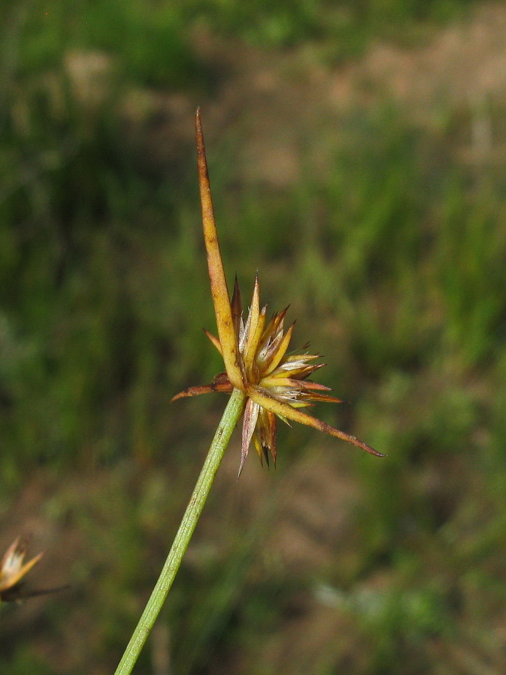 Juncus capitatus (hero image)
