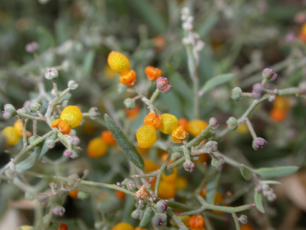 Einadia nutans subsp. linifolia (hero image)