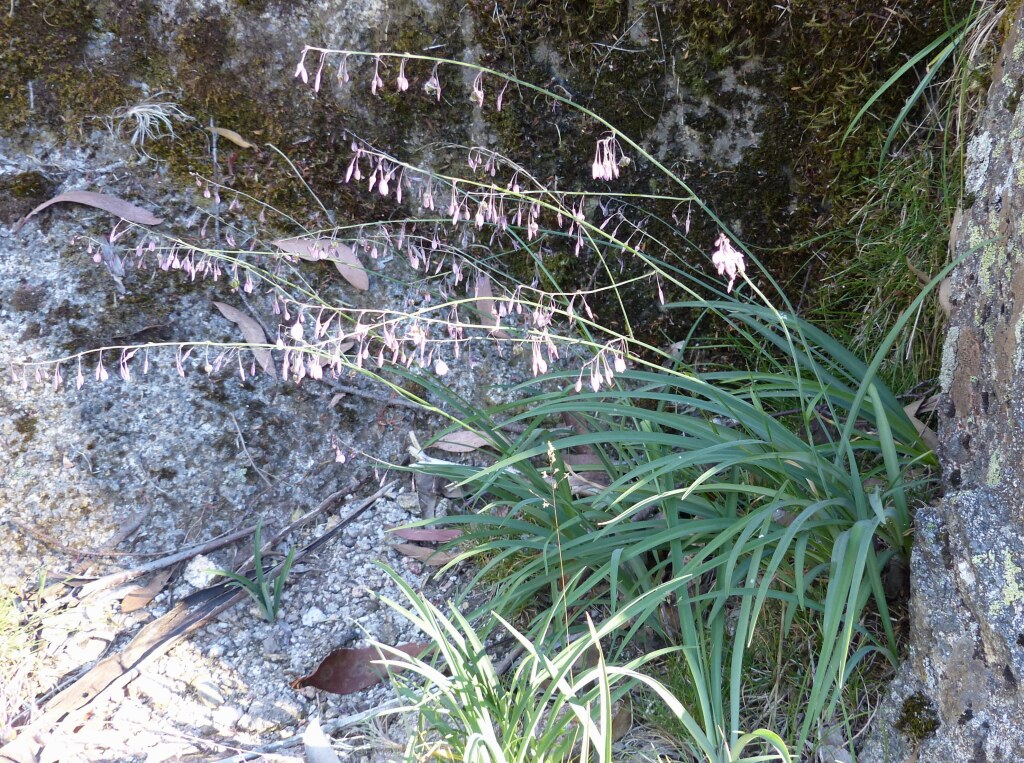 Arthropodium milleflorum (hero image)