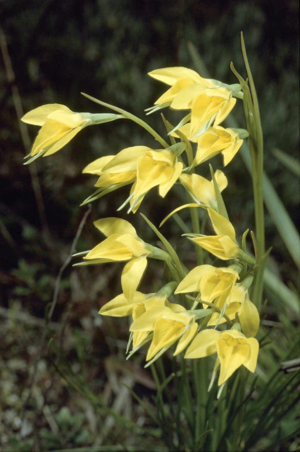 Diuris gregaria (hero image)