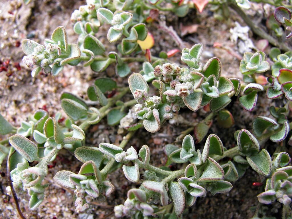 Chenopodium desertorum (hero image)