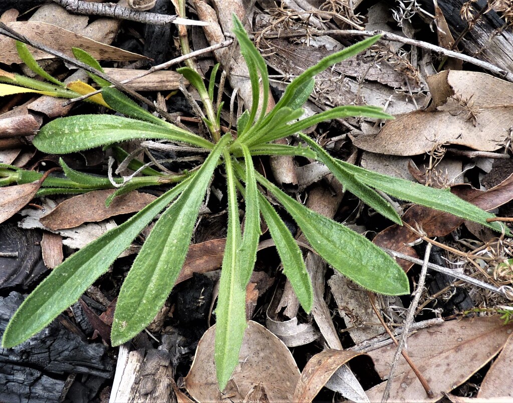 Calotis scabiosifolia var. integrifolia (hero image)