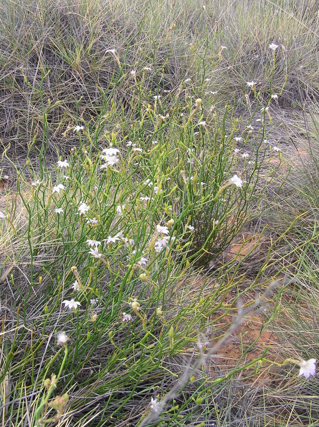 Scaevola depauperata (hero image)