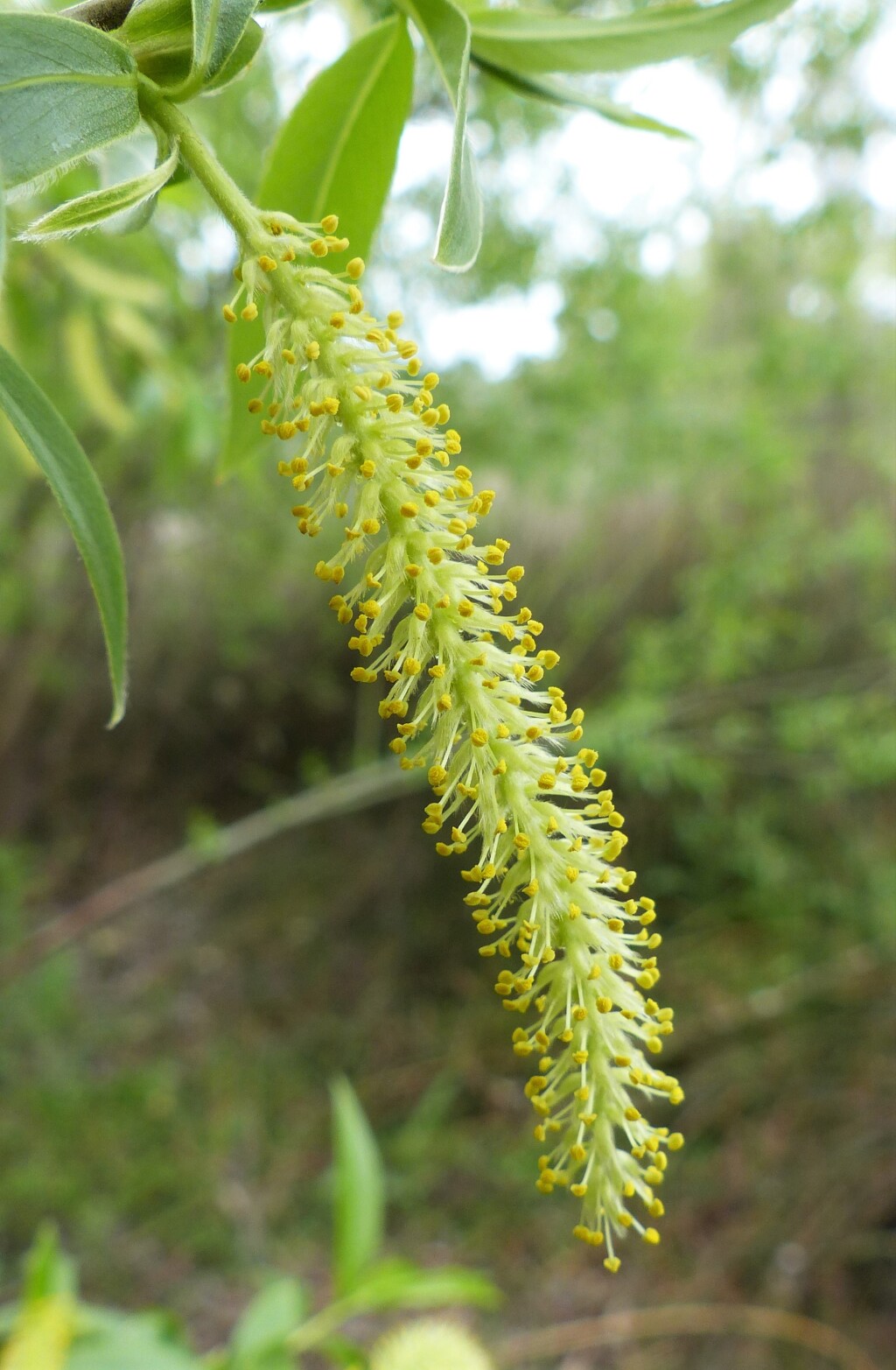 Salix ×fragilis nothovar. fragilis (hero image)