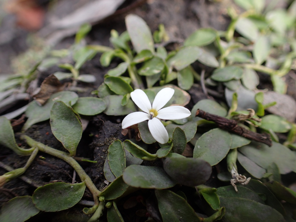 Lobelia surrepens (hero image)