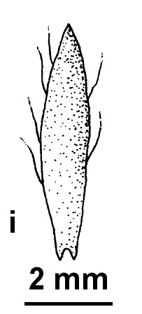 Hyalosperma stoveae (hero image)