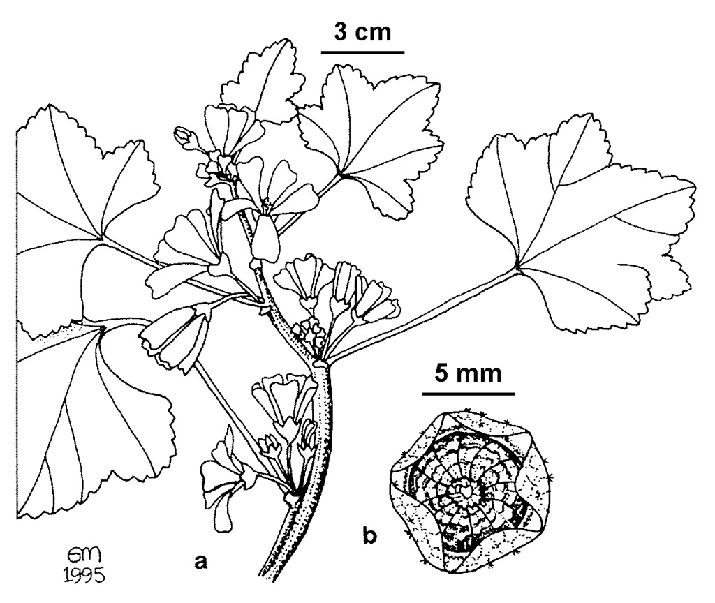 Malva sylvestris (hero image)