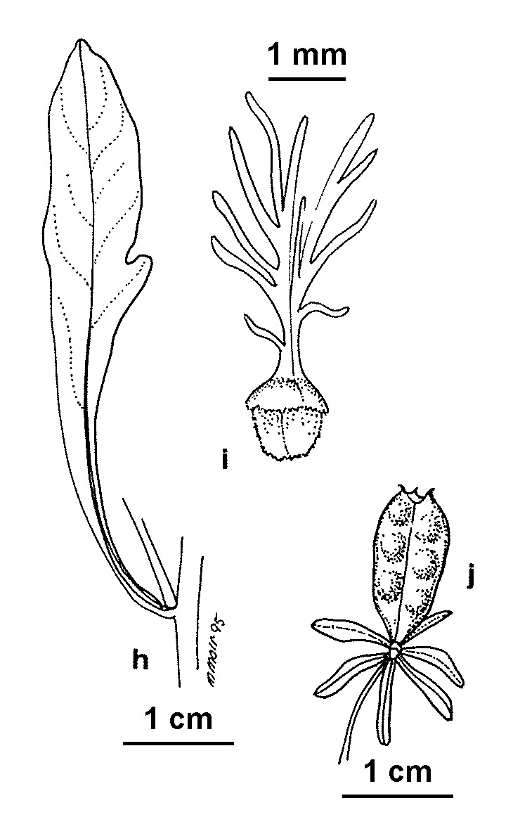 Reseda phyteuma (hero image)