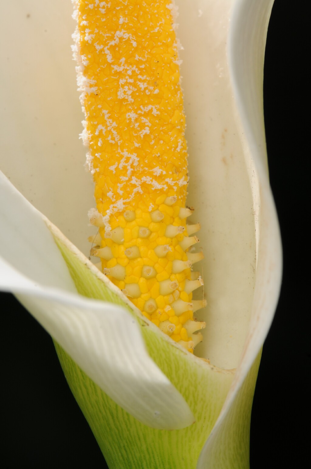 Zantedeschia aethiopica (hero image)