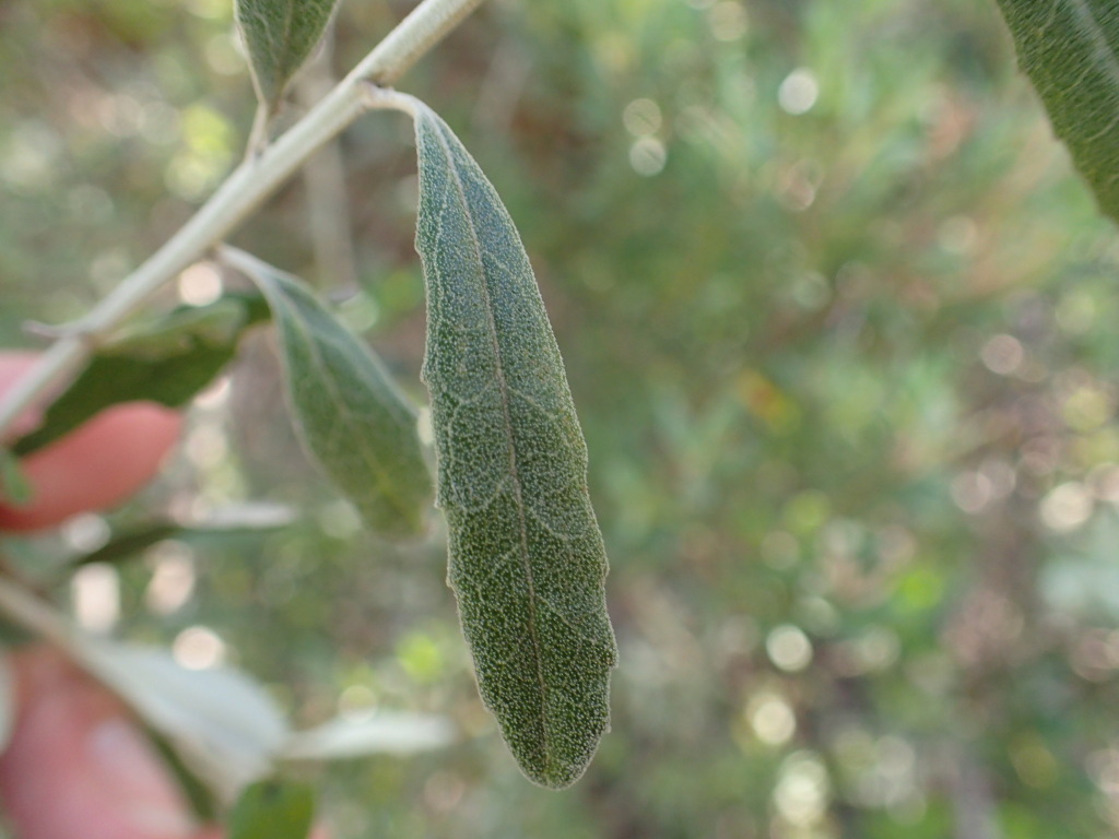 Olearia phlogopappa subsp. insularis (hero image)