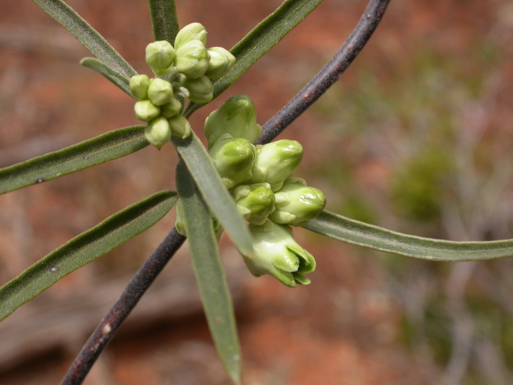 Leichhardtia australis (hero image)