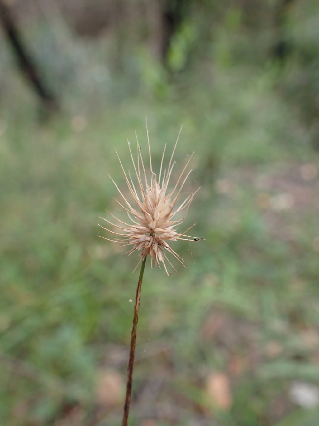 Echinopogon ovatus (hero image)