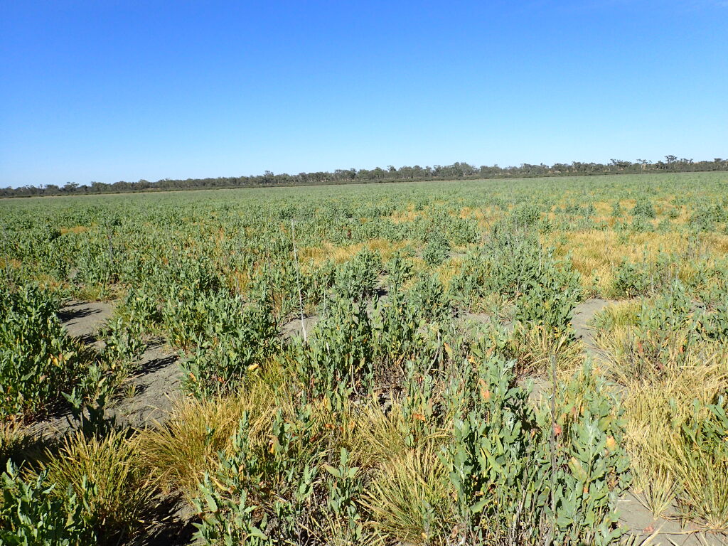 Atriplex australasica (hero image)