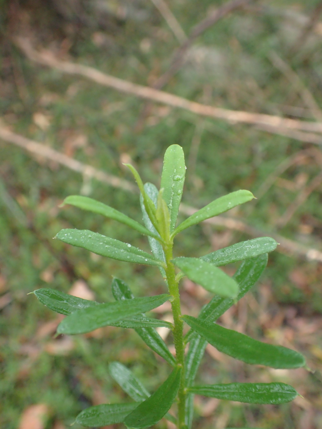 Philotheca virgata (hero image)