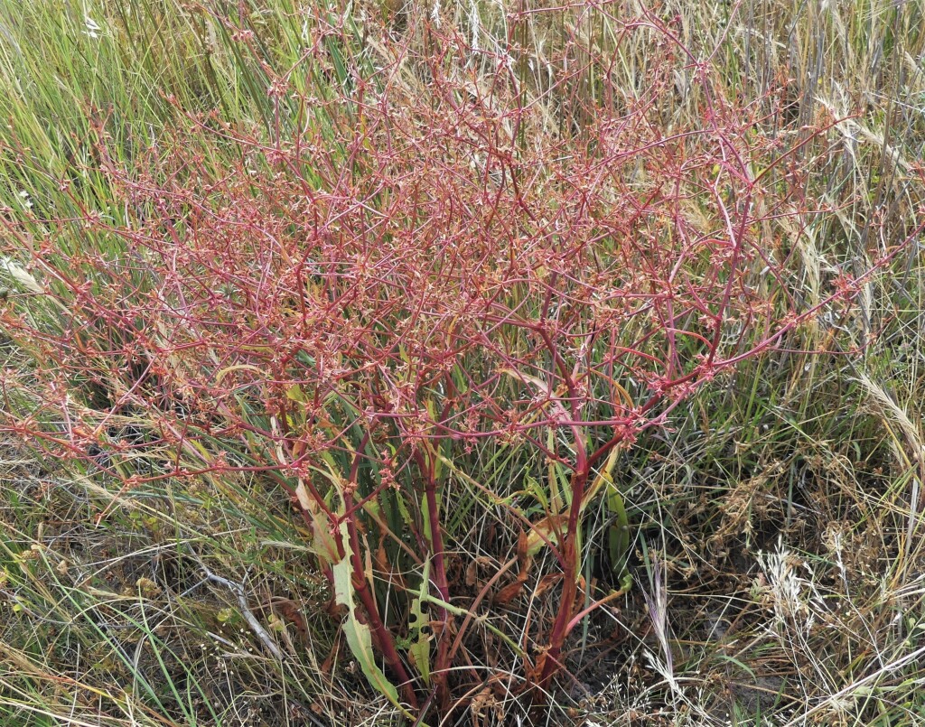 Rumex dumosus (hero image)