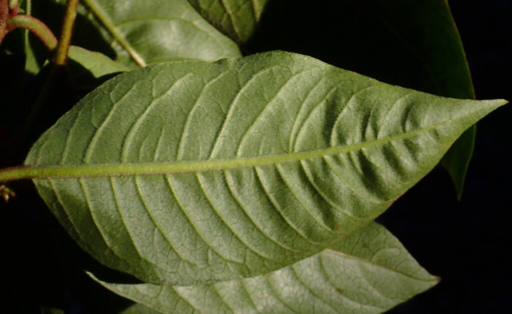 Cestrum elegans (hero image)