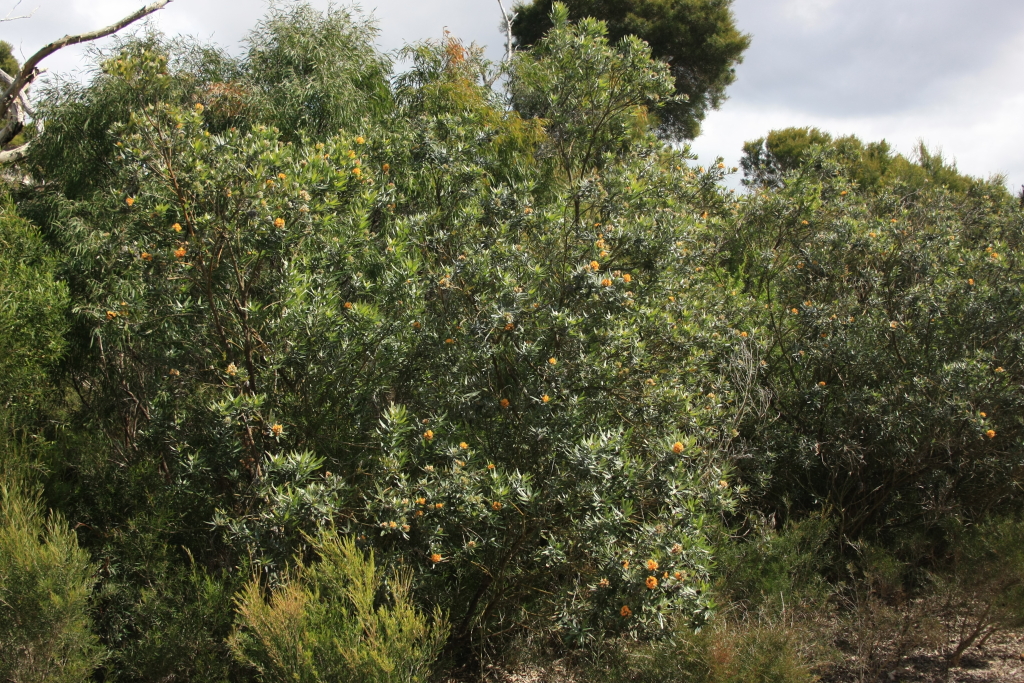 Callistachys lanceolata (hero image)