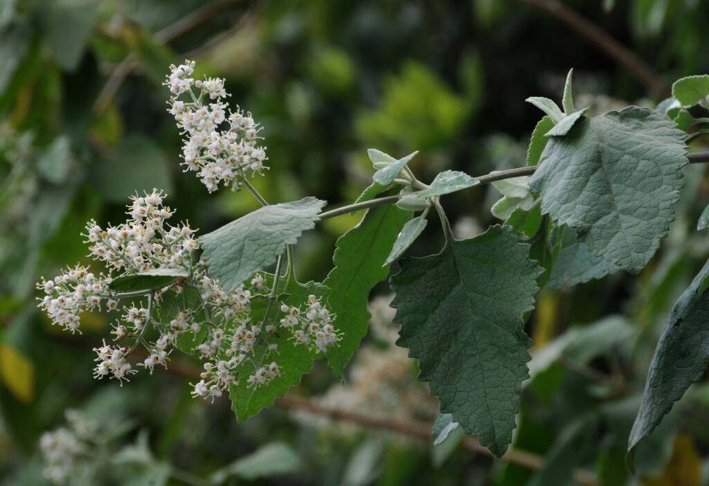 Buddleja dysophylla (hero image)