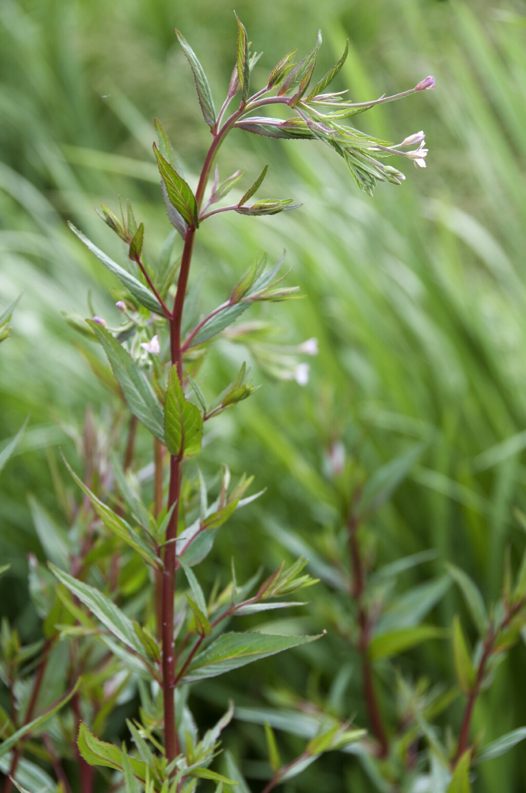 Epilobium ciliatum (hero image)