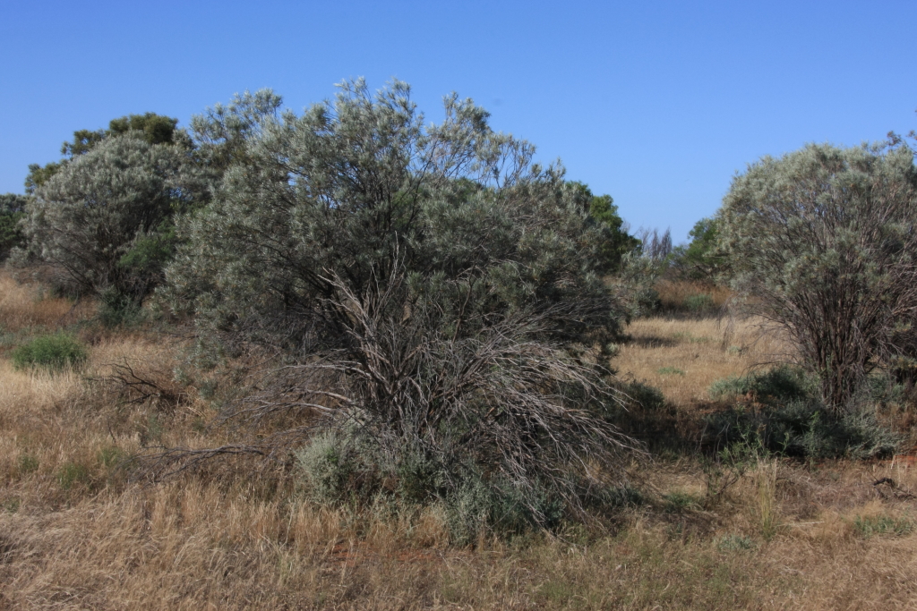 Eremophila oppositifolia (hero image)