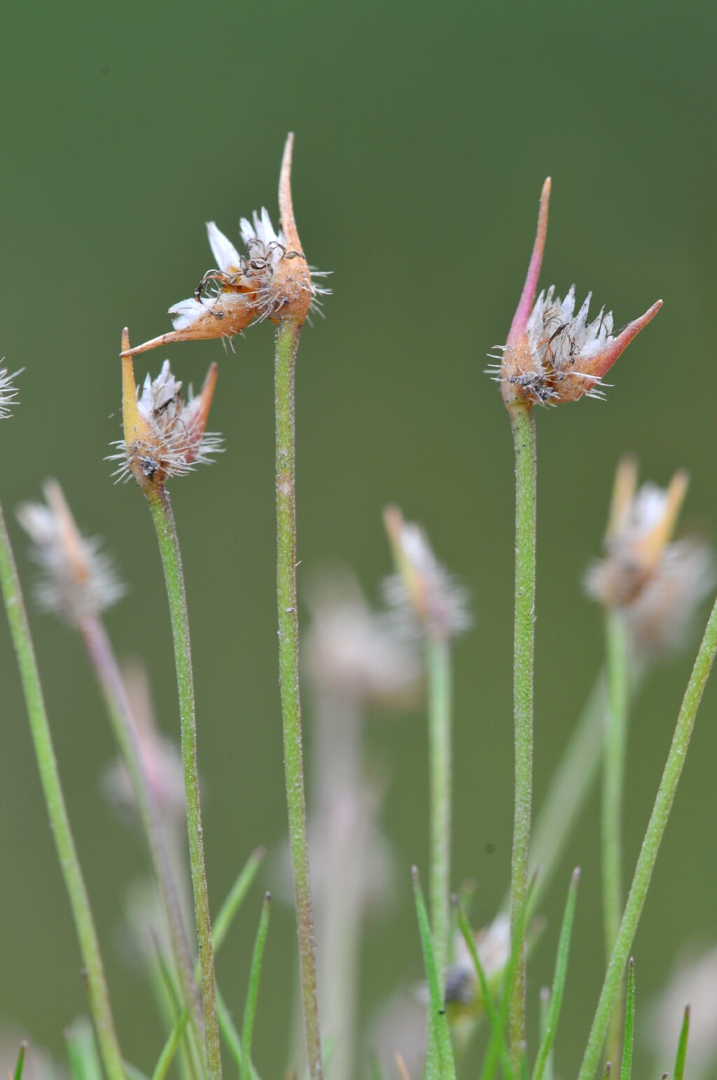 Centrolepis fascicularis (hero image)