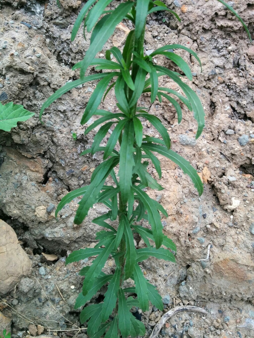 Erigeron canadensis (hero image)