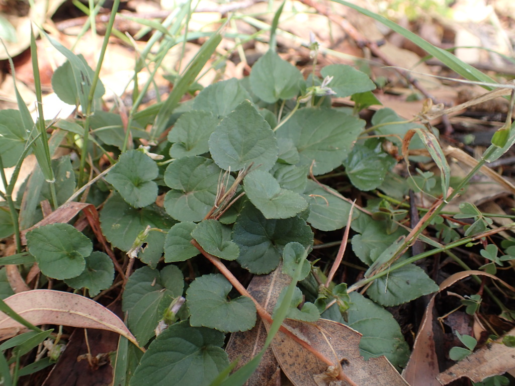 Viola riviniana (hero image)