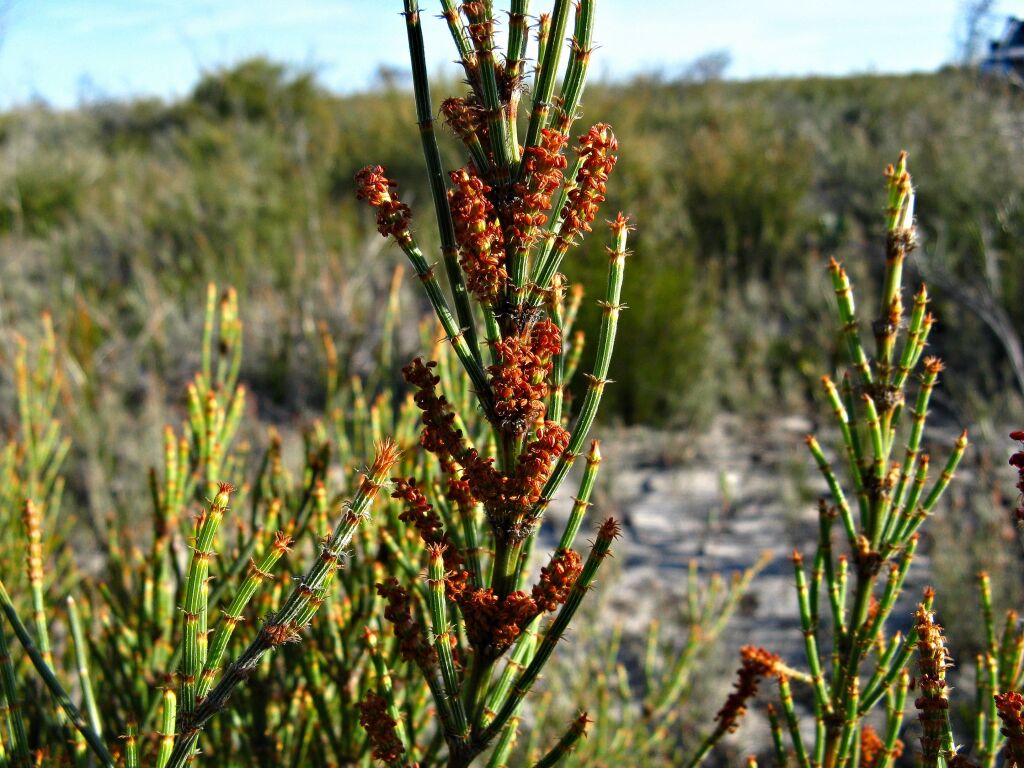 Allocasuarina mackliniana subsp. xerophila (hero image)