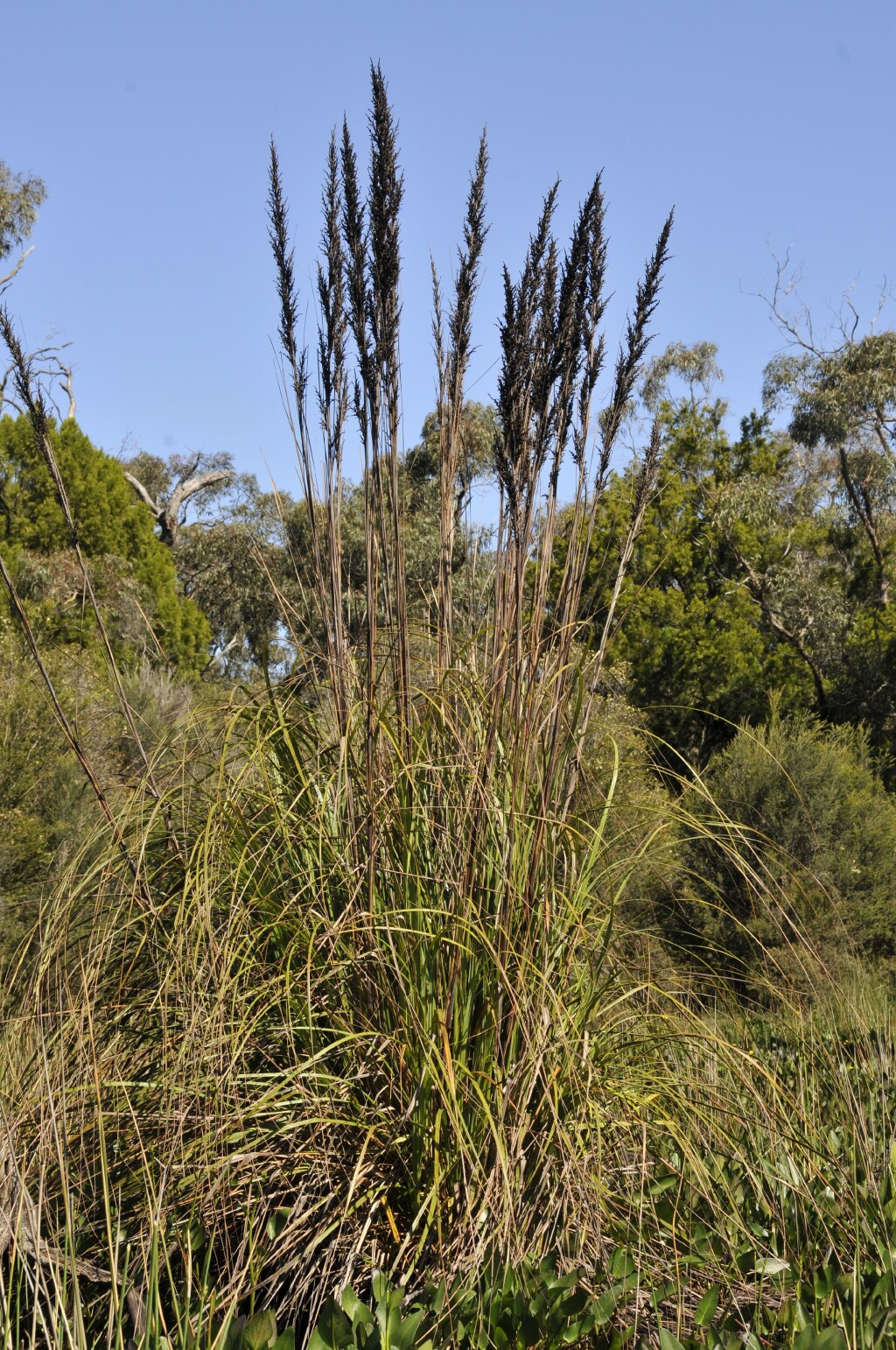 Gahnia sieberiana (hero image)