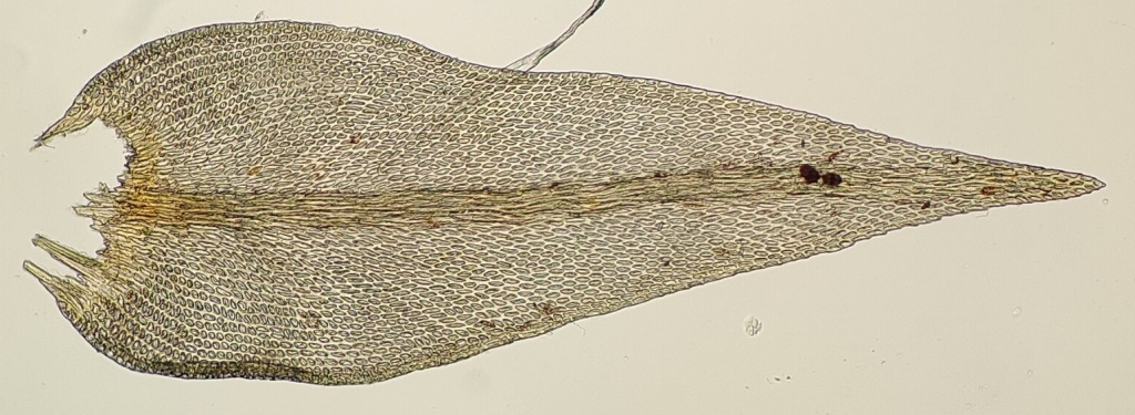 Cryphaea tenella (hero image)