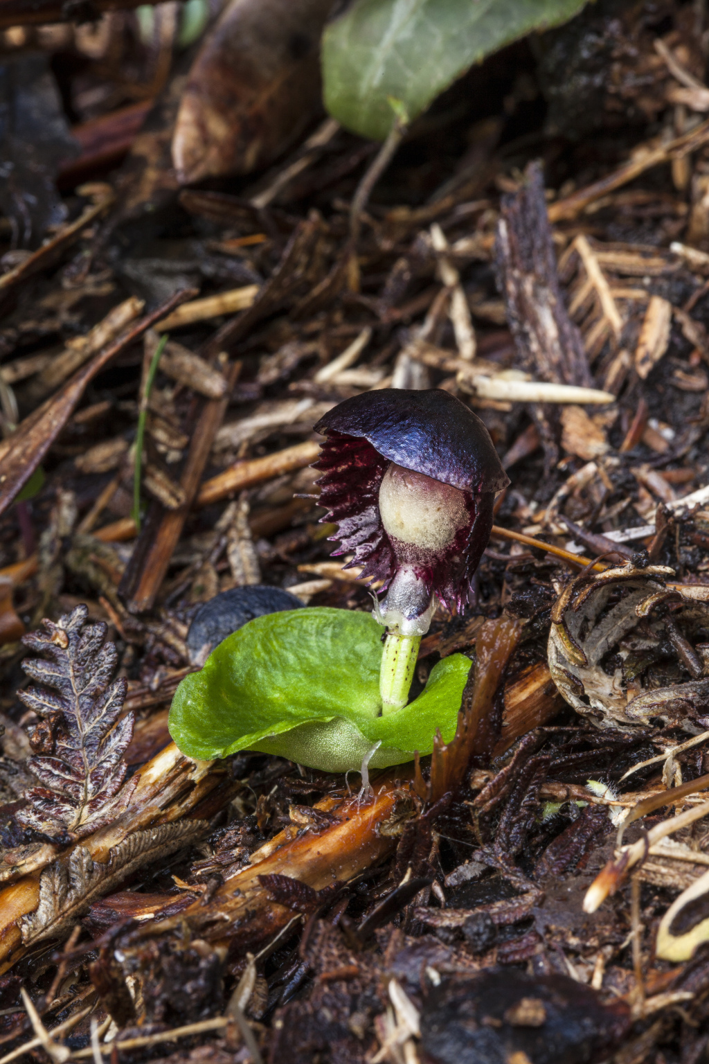 Corybas diemenicus (hero image)